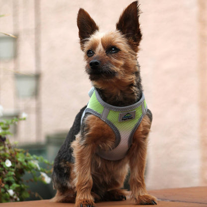 Doggie Design American River Ombre Dog Harness - Limestone Gray