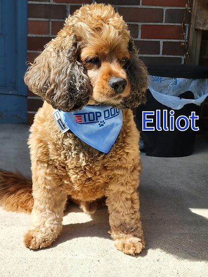 Lulu London Top Dog Custom Reversible Dog Bandana