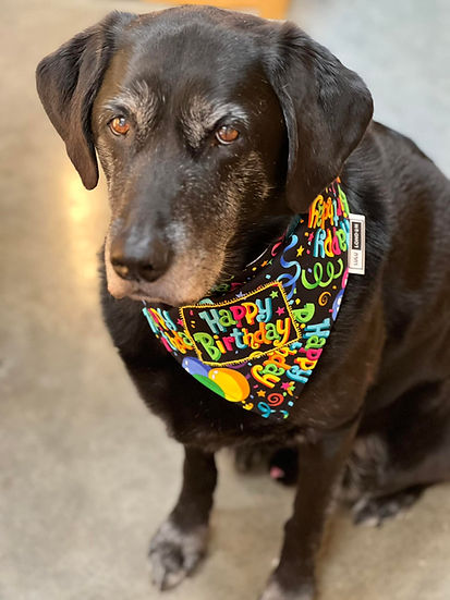 Lulu London Birthday Pup Custom Reversible Dog Bandana