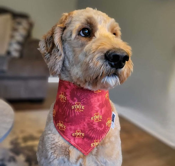 Lulu London Iowa State Cy-Dye Reversible Dog Bandana