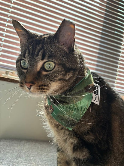 Lulu London Fishing Friendsy Custom Reversible Dog Bandana