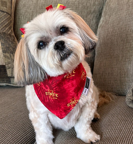 Lulu London Iowa State Cy-Dye Reversible Dog Bandana