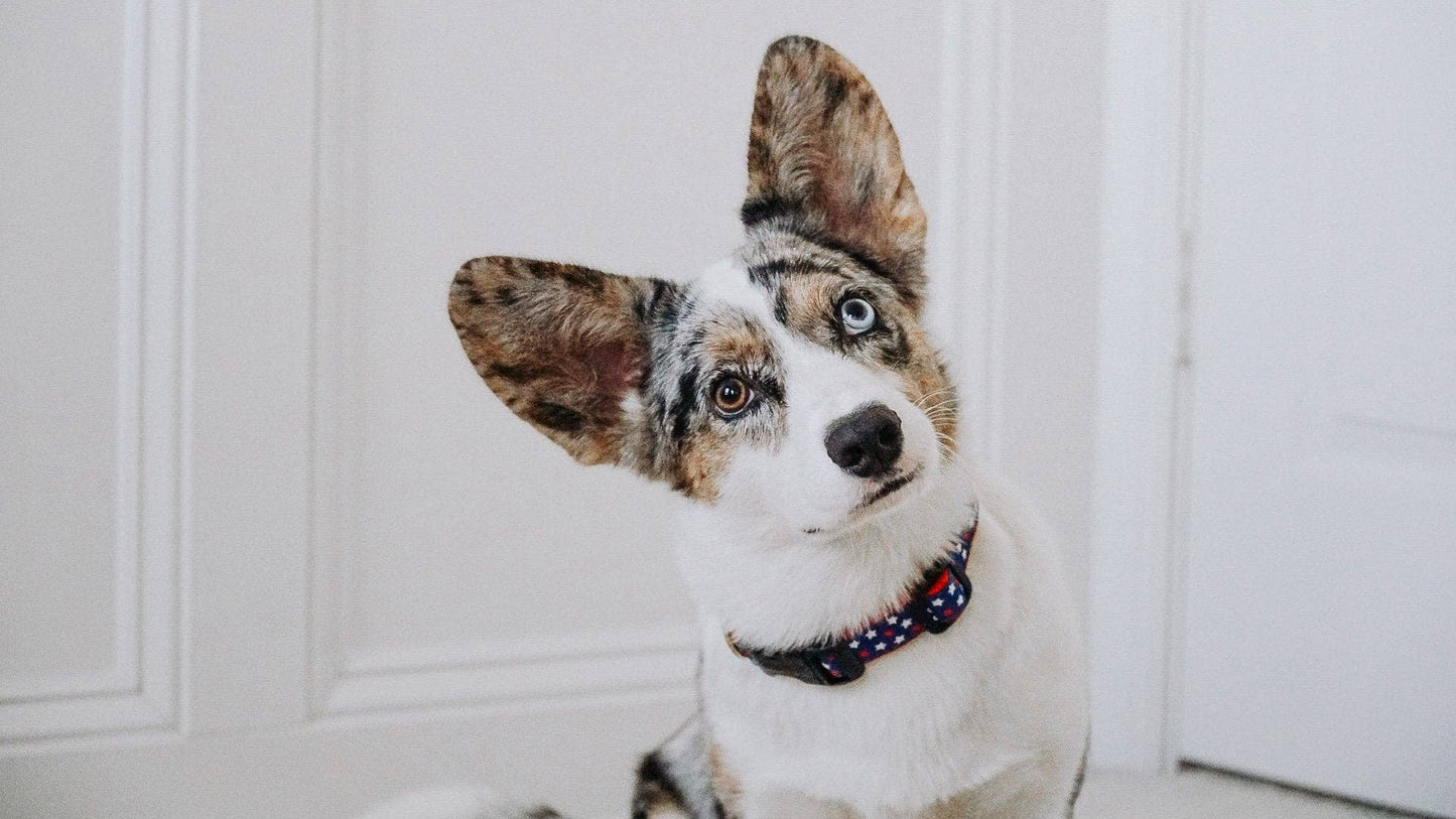 Up Country New Stars Dog Collar