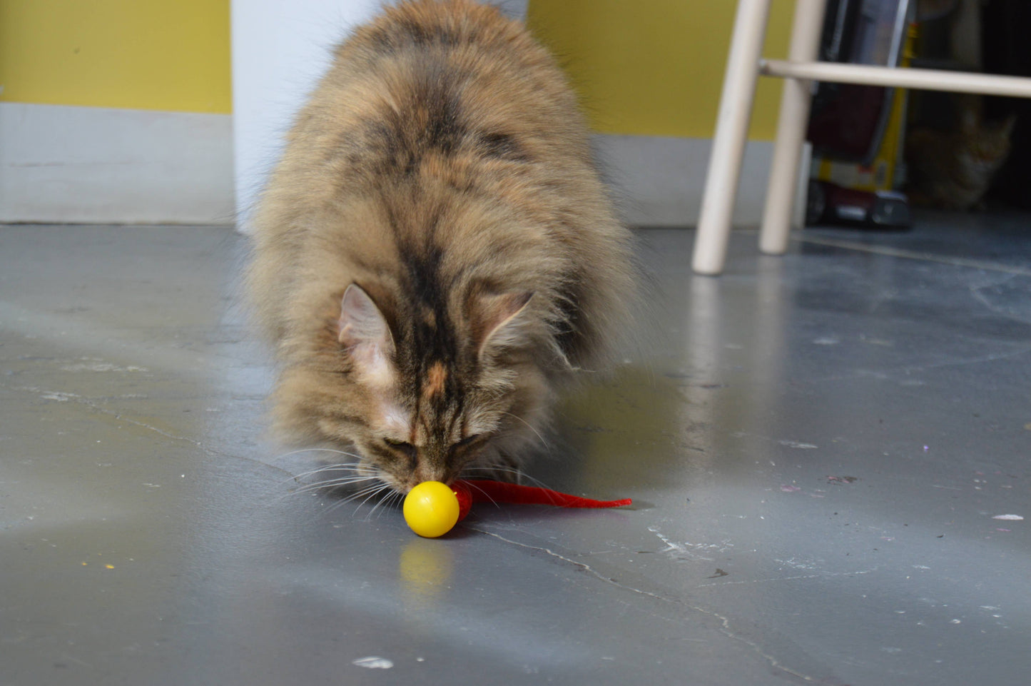 Dezi & Roo Cat Ping Ball Cat Toy