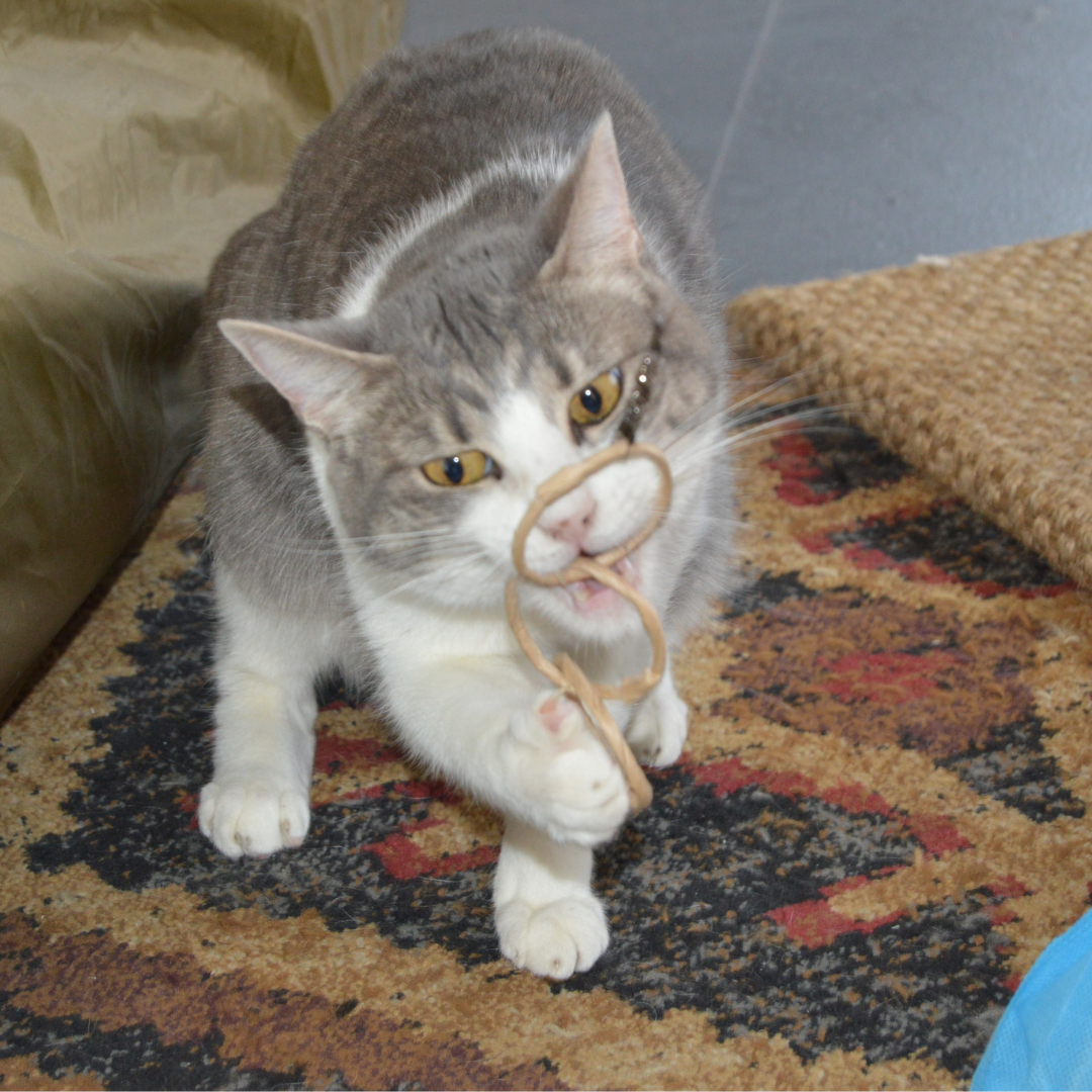Oh-Rings - Three Ring Wand Attachment - Declaw Cat Friendly