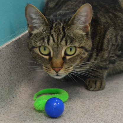 Dezi & Roo Cat Ping Ball Cat Toy