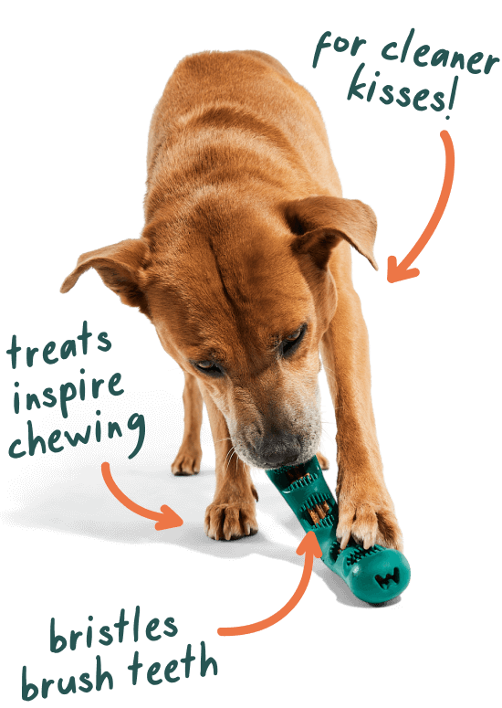 Woof Bite n' Brush for Dogs