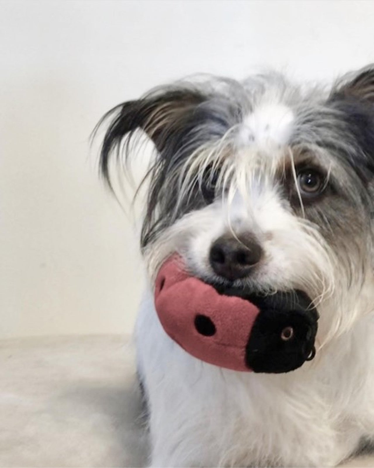 Fluff & Tuff "Lady" - Bug Plush Dog Toy