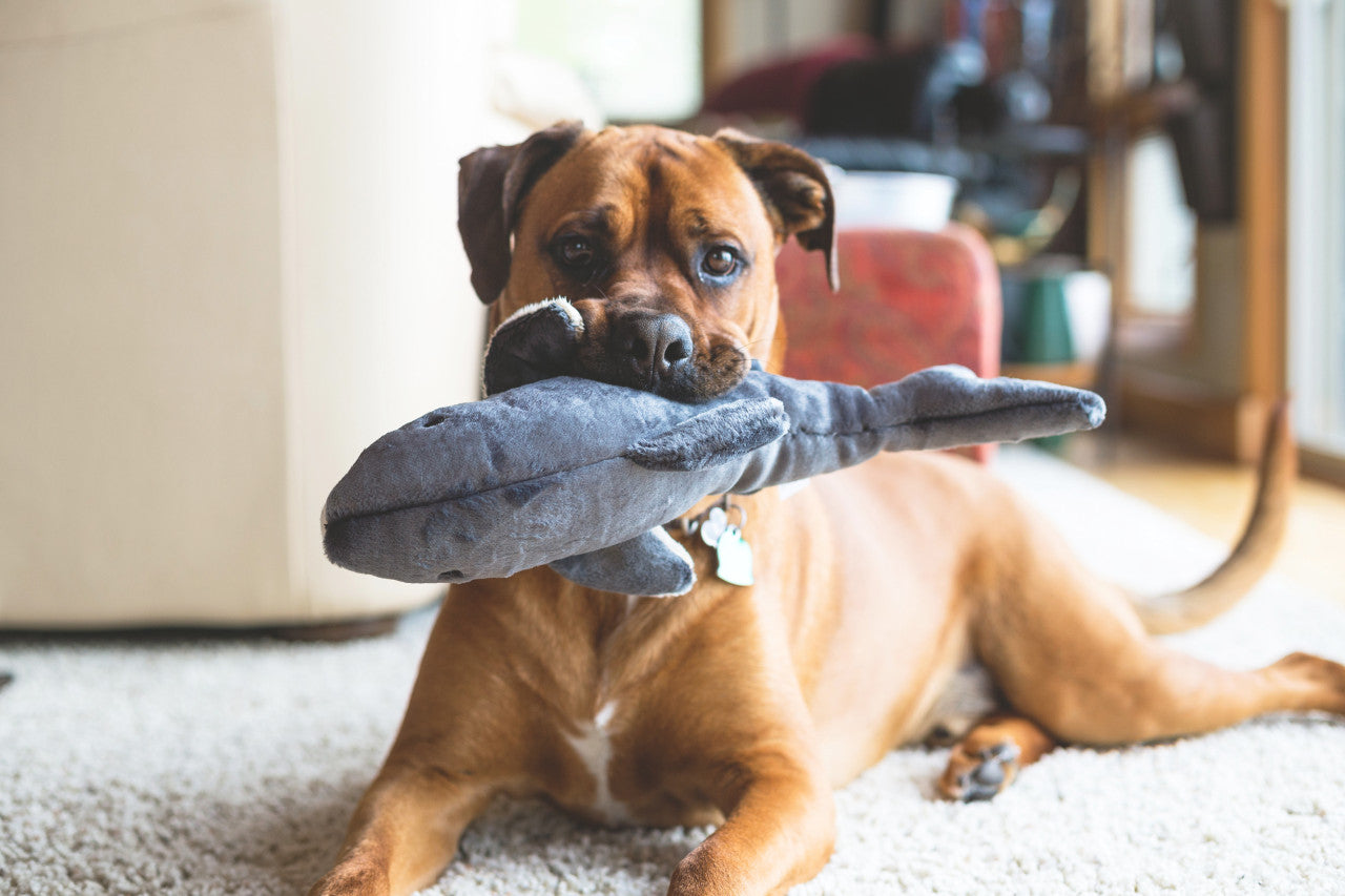 Fluff & Tuff "Mac" - Shark Plush Dog Toy