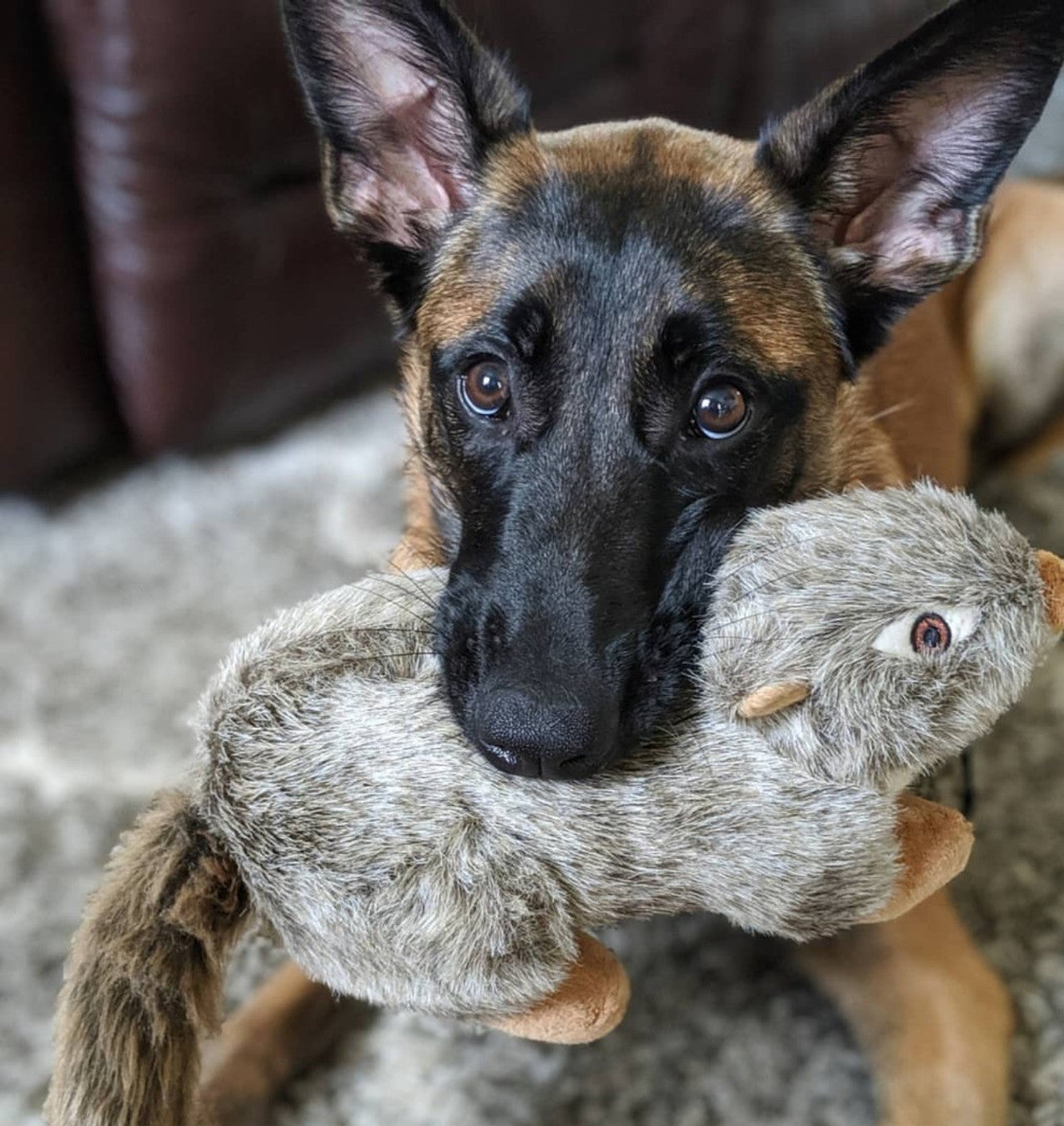 Fluff & Tuff "Nuts" - Squirrel Plush Dog Toy