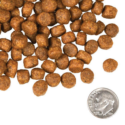 Fromm Four-Star Grain Free Beef Frittata Dry Dog Food
