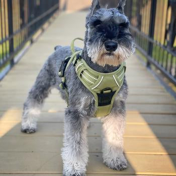 Doggie Design Venture Paw Dog Harness - Aspen