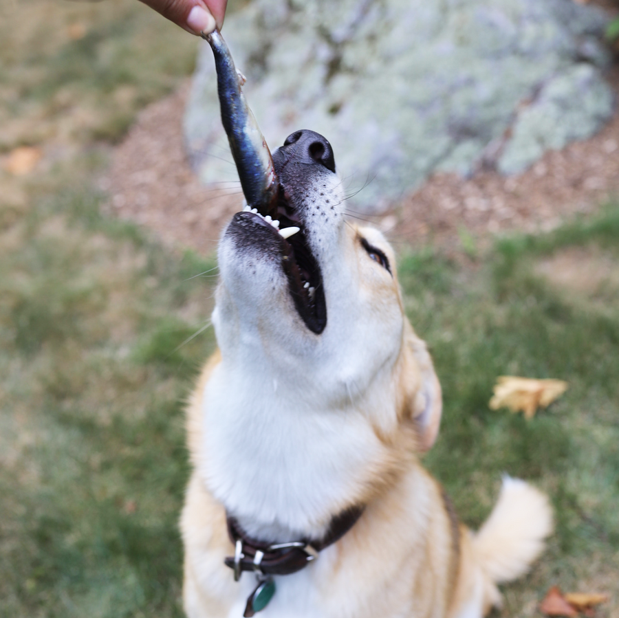 Oma's Pride Frozen Whole Sardines for Dogs and Cats